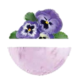 Violeta